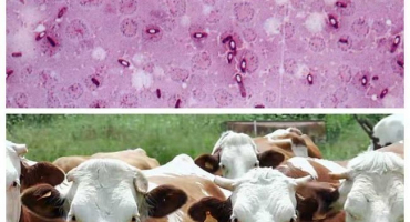 Původce a příznaky pasteurelózy skotu, způsoby léčby a vakcinace